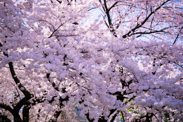 樱花盛开图片下载