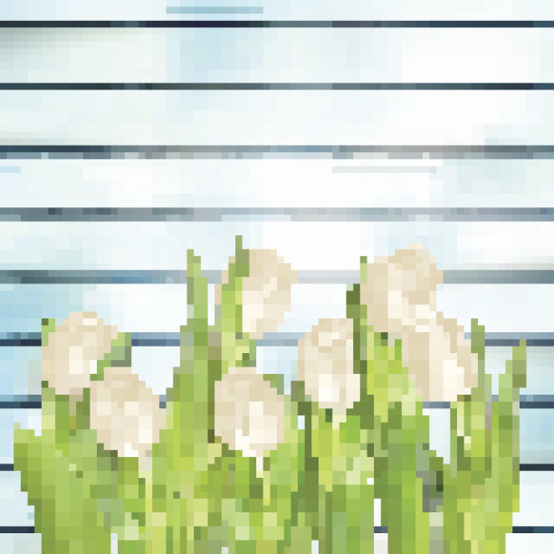 一束白色郁金香。每股收益10图片下载