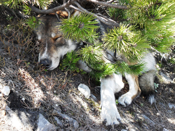 在树下睡觉的狗图片下载