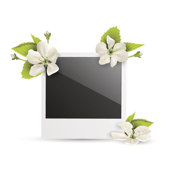 相框与白色樱花孤立在白色图片下载