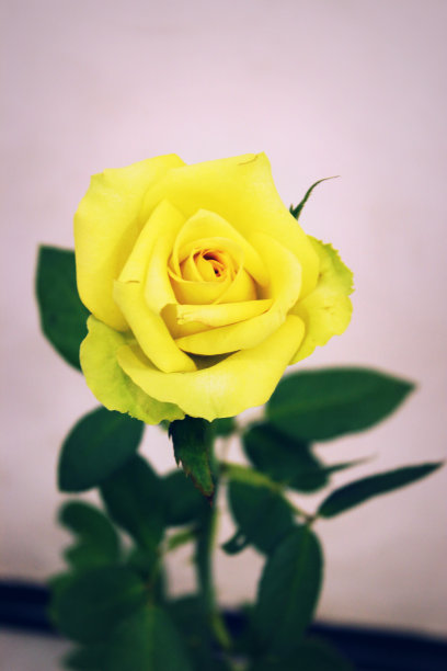 黄玫瑰图片下载