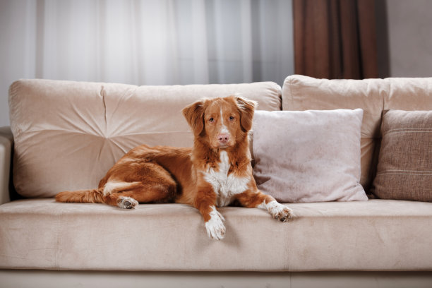 沙发图片素材ID：123863794