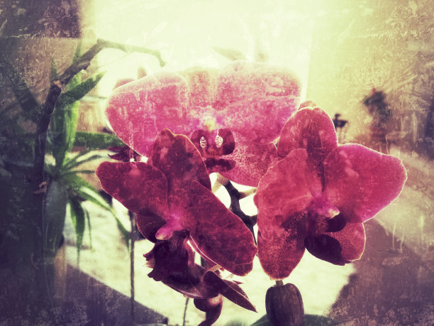 美丽的兰花图片下载