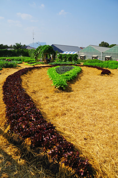 种植在作物地里的心形花图片下载