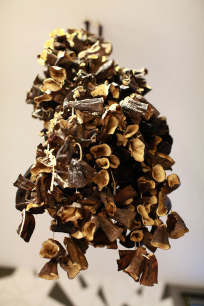 干茄子图片下载