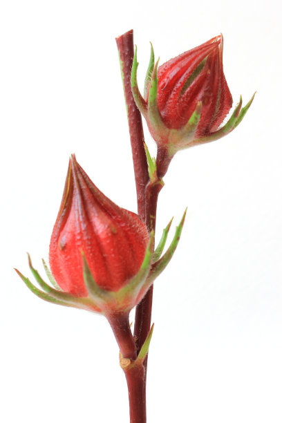 白色背景上的玫瑰果图片下载