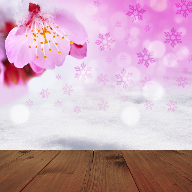 冬天的背景/樱花和雪图片下载