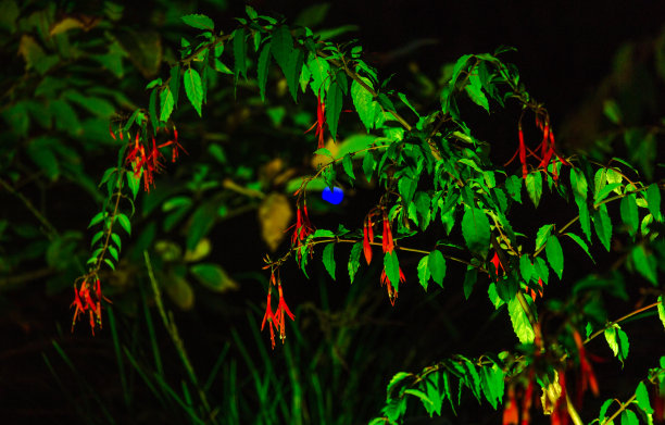 新西兰奥克兰区灯光秀。图片下载