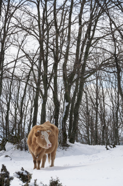 白雪皑皑的森林里的奶牛图片下载