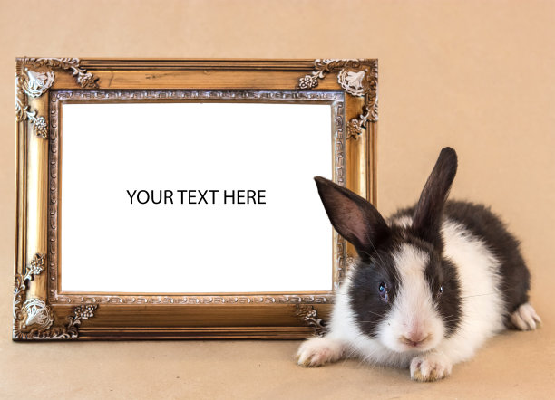 兔子用相框写一篇课文图片下载