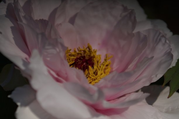 东京附近碧桂园的牡丹图片下载