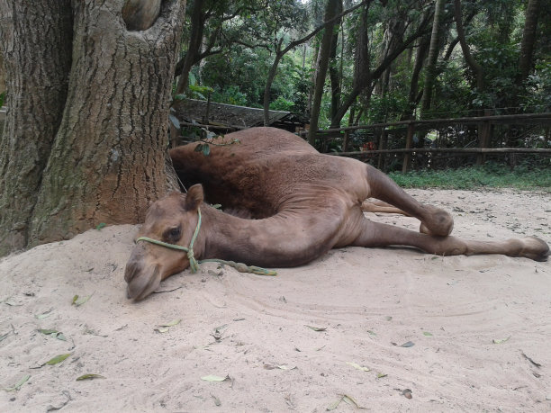 骆驼休息图片下载