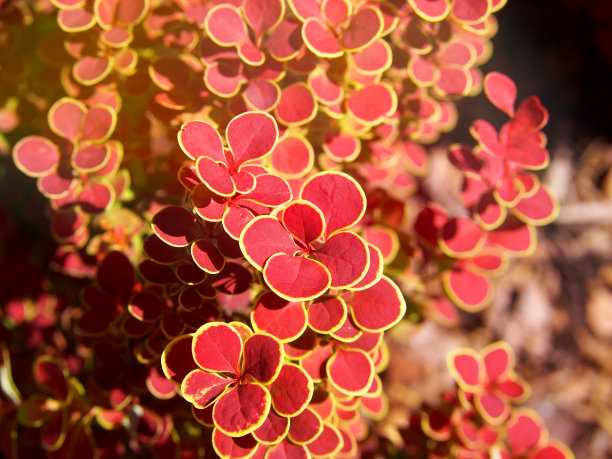 Berberis thunbergii“橙色日出”——小檗图片下载