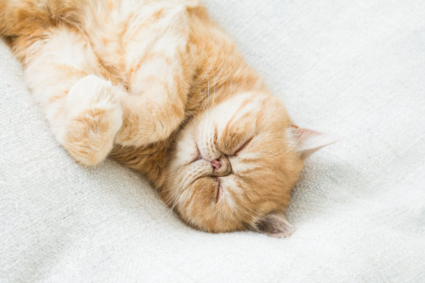 波斯姜猫图片下载