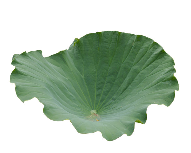 大绿叶孤立在白色上图片下载