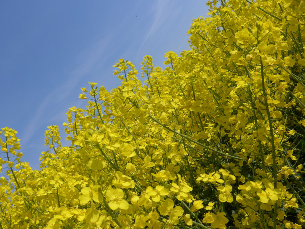 油菜花-图片图片下载