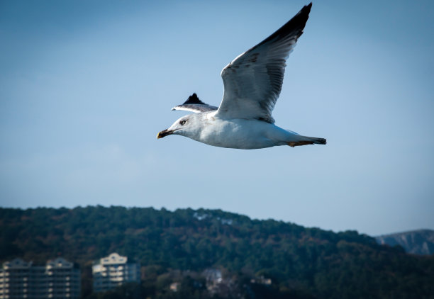 海鸥图片下载