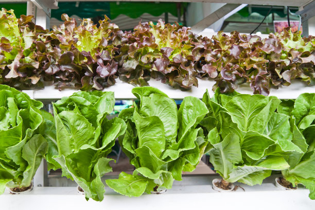 水培蔬菜，不需要任何土地种植图片下载