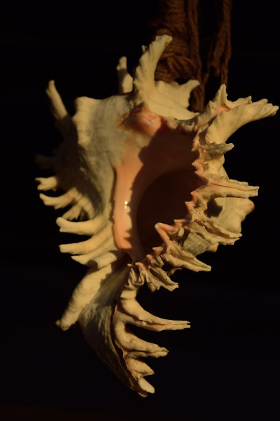 贝壳，拉帕纳图片下载