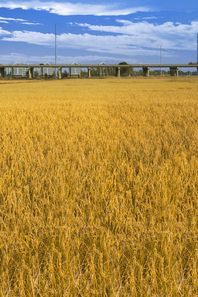 稻田图片下载