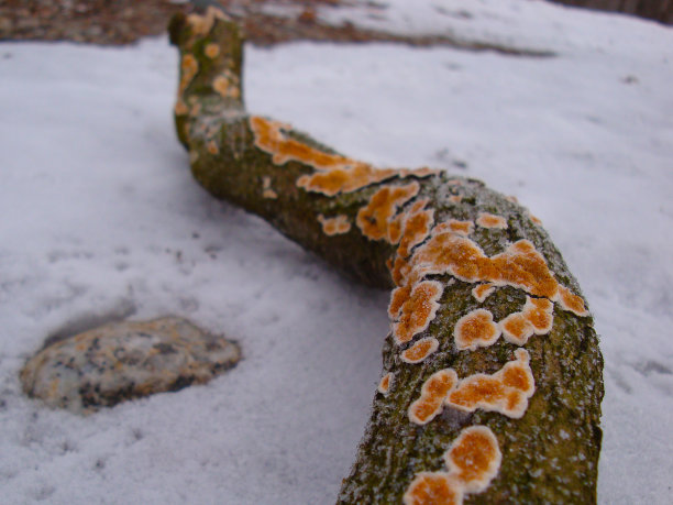 树枝上长着地衣图片下载