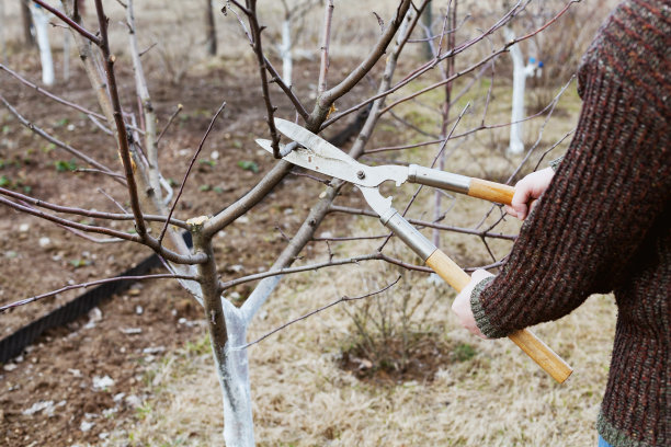 农夫在花园里用剪枝剪果树图片下载