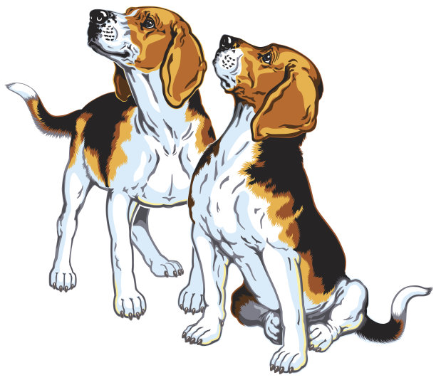 两个小猎犬图片下载