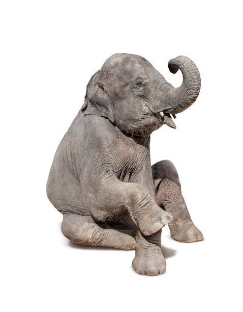 大象孤立地坐在白色背景上素材图片