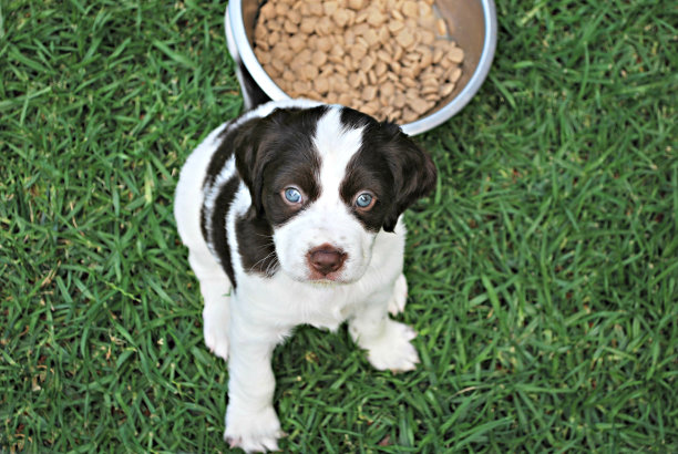 饥饿的小狗的眼睛图片下载