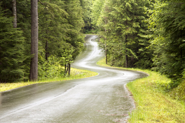 路，蜿蜒进入森林图片下载
