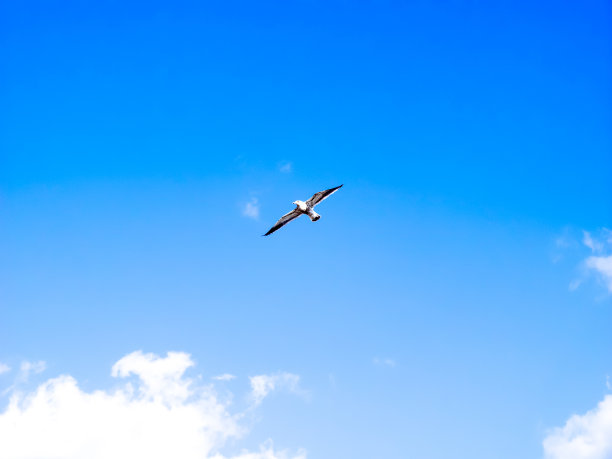 海鸥图片下载
