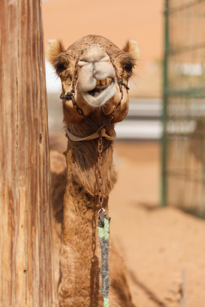 沙漠中骆驼的头部图片下载