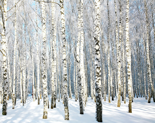 一月阳光下的桦树图片下载