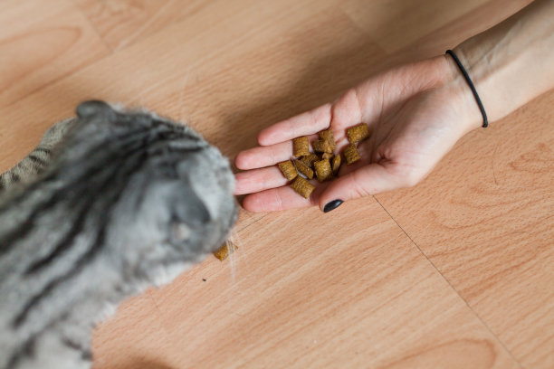 猫的图片，正在喂食的女人。美味! !图片下载