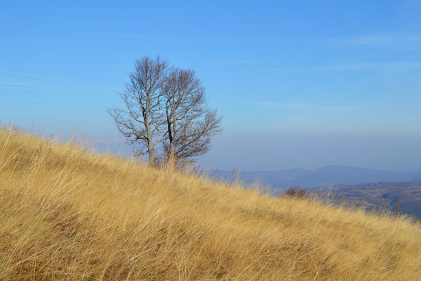 深秋的下午在山上图片下载