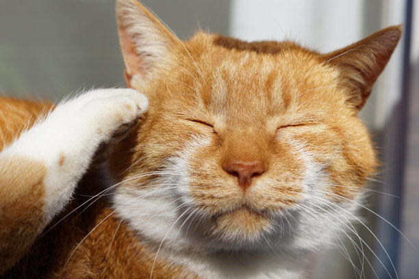 猫去梳妆图片下载