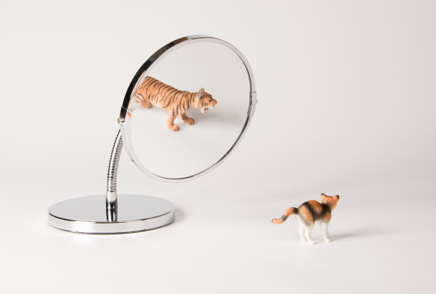 自信：镜子前的猫素材图片