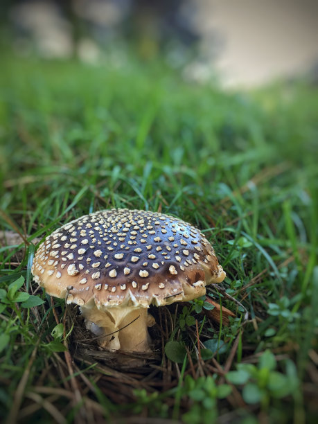 发现蘑菇图片下载