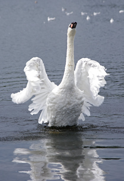 白天鹅图片下载