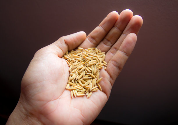 手握米粒在黑色背景。图片下载