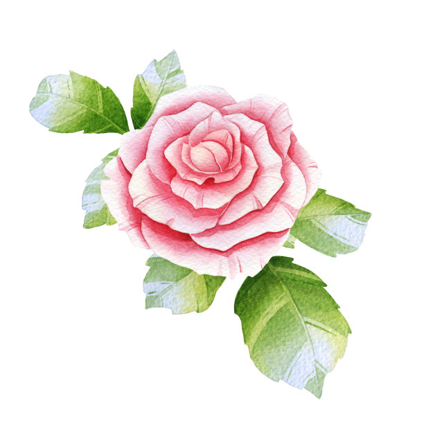 粉色水彩玫瑰素材图片