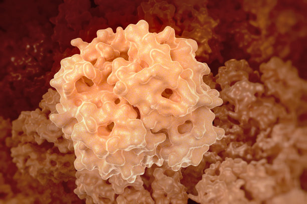 血红蛋白图片下载