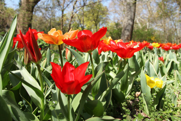 美丽的郁金香图片下载