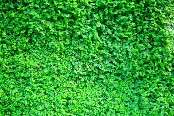 绿叶背景图片下载