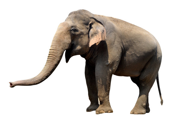 大象图片下载