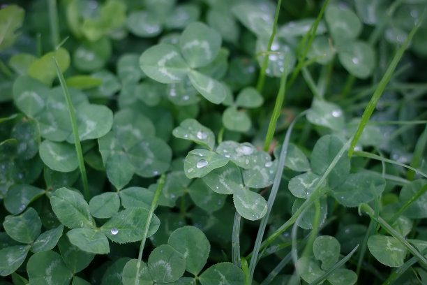 绿叶背景。带露珠的三叶草叶子图片下载
