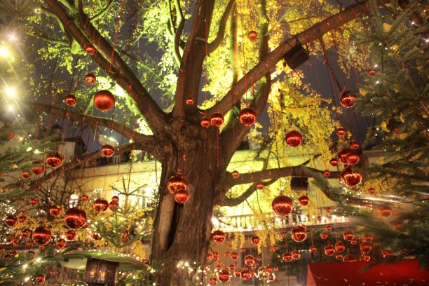 纳塔尔1图片下载