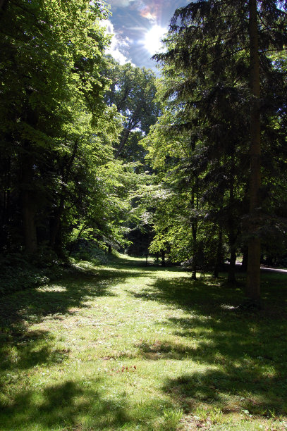美丽的照明神秘的森林空地图片下载