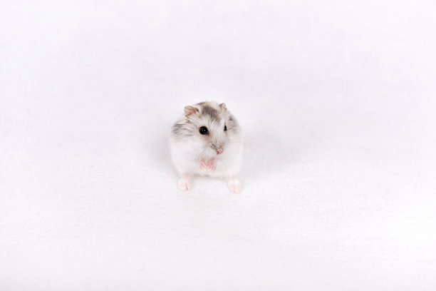 白色背景中的仓鼠图片下载