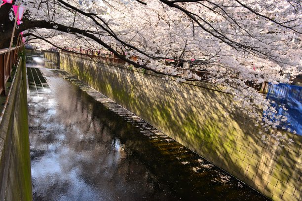 东京目黑河上的樱花图片下载